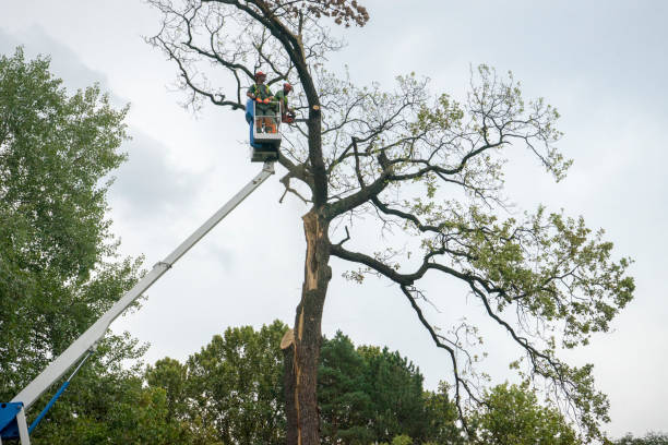 Reliable Phoenix, AZ Tree Services Solutions